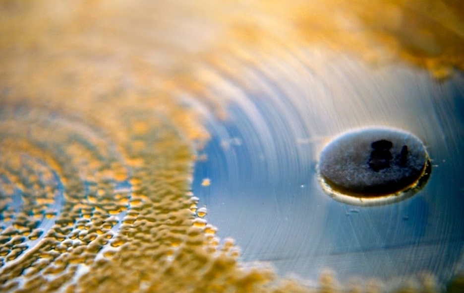 Petri dish showing antimicrobial inhibition zone